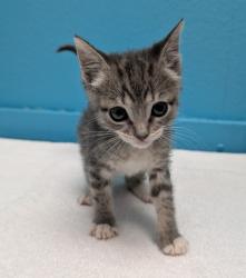 Shelter Stray Male Cat last seen Near Jefferson Avenue, Escondido, CA, 92027, Escondido, CA 92027, USA