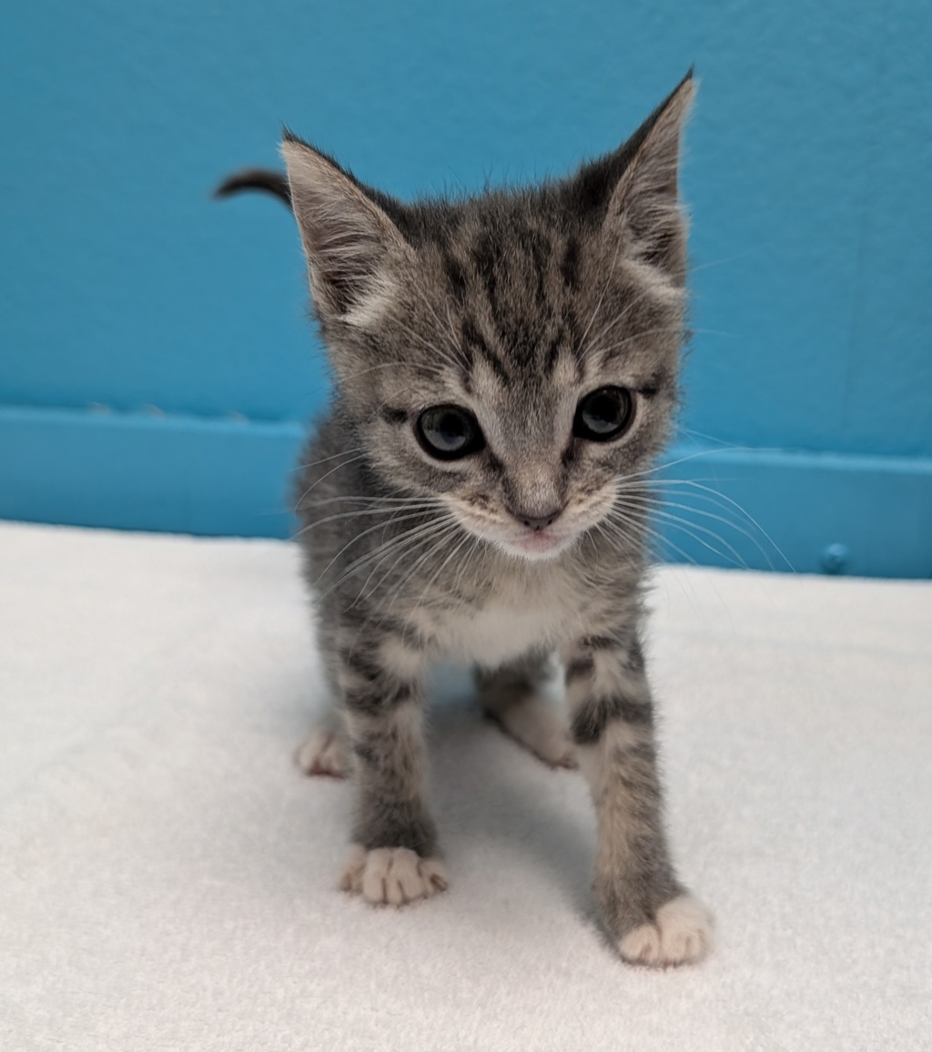 Shelter Stray Male Cat last seen Near Jefferson Avenue, Escondido, CA, 92027, Escondido, CA 92027, USA