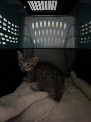 Shelter Stray Female Cat last seen Interstate 264, VIRGINIA BEACH, VA, 23452, 341 S Birdneck Rd, Virginia Beach, VA 23451, USA