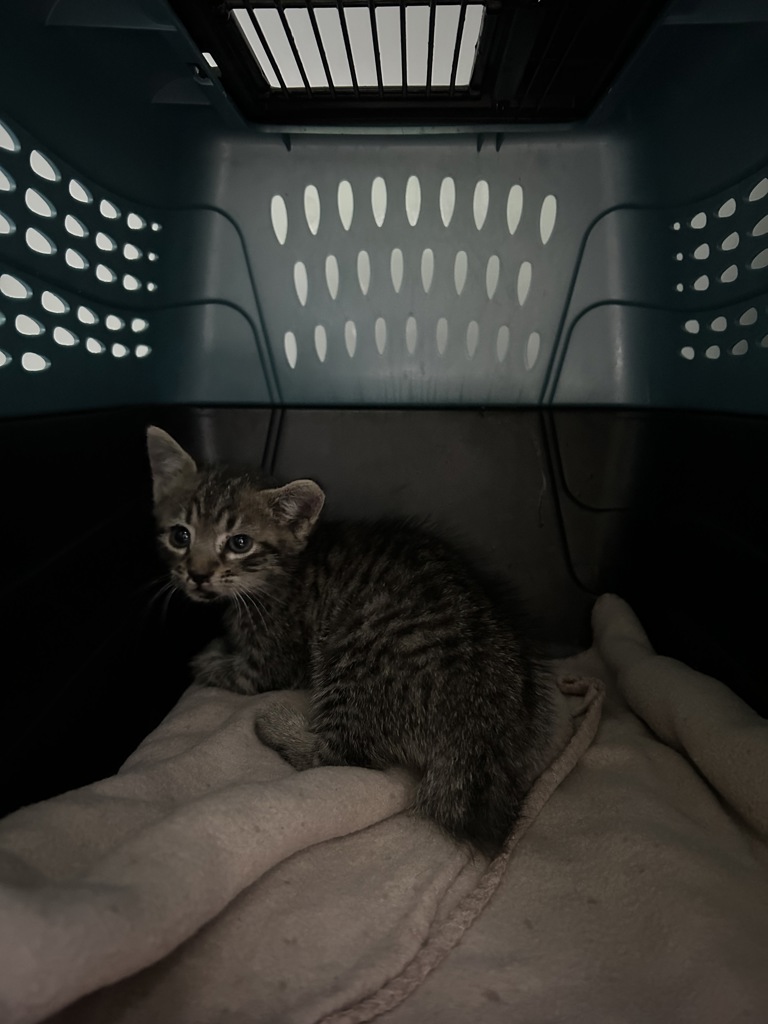 Shelter Stray Female Cat last seen Interstate 264, VIRGINIA BEACH, VA, 23452, 341 S Birdneck Rd, Virginia Beach, VA 23451, USA