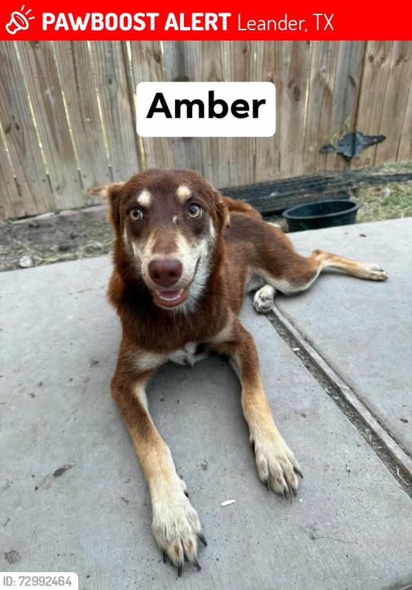 Lost Female Dog last seen Parrie heights and gripper, Leander, TX 78641
