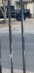 Found/Stray Unknown Dog last seen Randall and Antonia, Tucson, AZ 85706