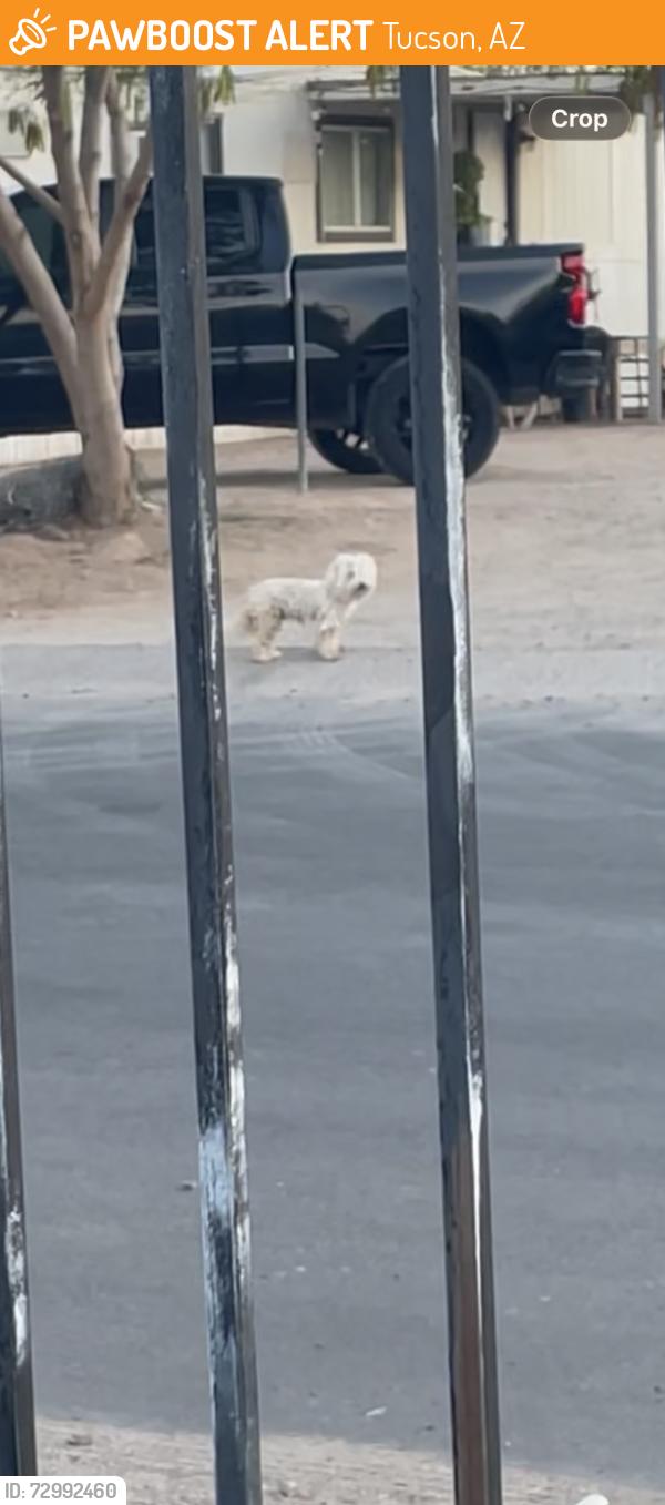 Found/Stray Unknown Dog last seen Randall and Antonia, Tucson, AZ 85706