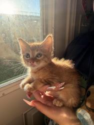 Found/Stray Female Cat last seen Stuart st and Marshall st, Greenville, TX 75401