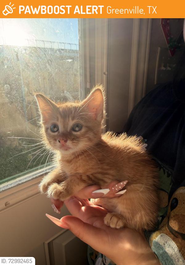 Found/Stray Female Cat last seen Stuart st and Marshall st, Greenville, TX 75401