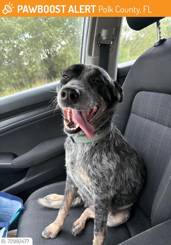 Found/Stray Female Dog last seen Deen still road , Polk County, FL 33868