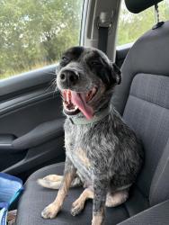 Found/Stray Female Dog last seen Deen still road , Polk County, FL 33868