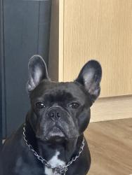 Lost Male Dog last seen Laural area, Oakland, CA 94619