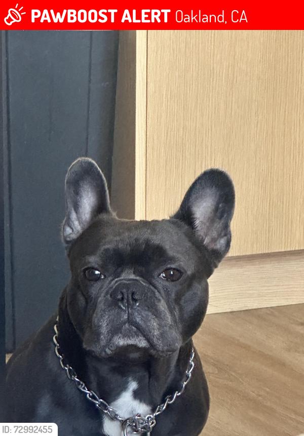 Lost Male Dog last seen Laural area, Oakland, CA 94619
