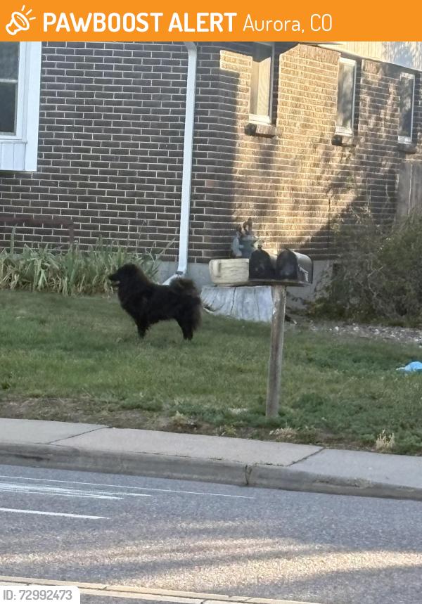 Found/Stray Unknown Dog last seen 6th and Laredo, Aurora, CO 80011