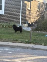 Found/Stray Unknown Dog last seen 6th and Laredo, Aurora, CO 80011