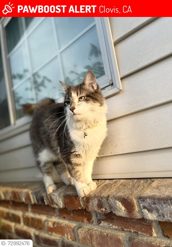 Lost Male Cat last seen 1st and russel, Clovis, CA 93612