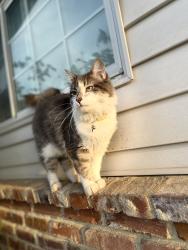 Lost Male Cat last seen 1st and russel, Clovis, CA 93612