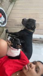 Reunited Male Dog last seen Capital, Jefferson, Merifield , Mishawaka, IN 46545