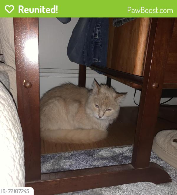 Reunited Unknown Cat last seen Lakeshore and Rosal, Oakland, CA 94610