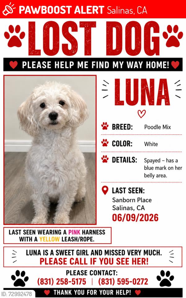 Lost Female Dog last seen Sanborn Place, Salinas, CA 93901