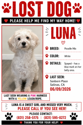 Lost Female Dog last seen Sanborn Place, Salinas, CA 93901