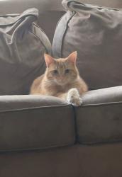 Lost Male Cat last seen Pheasant Chase dr, Bolingbrook, IL 60490