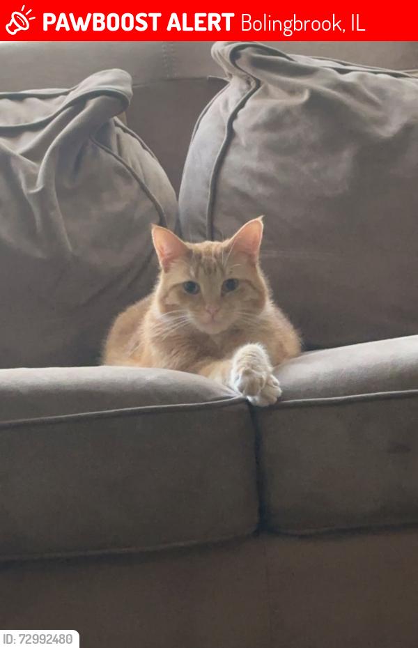 Lost Male Cat last seen Pheasant Chase dr, Bolingbrook, IL 60490