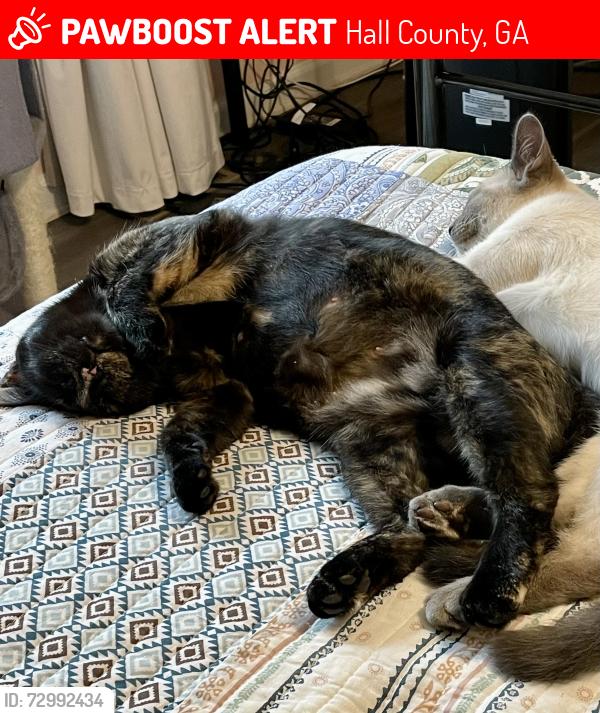 Lost Female Cat last seen Flower Branch at Walnut Cir & Hickory Ln, possibly Deaton Road, Hall County, GA 30542