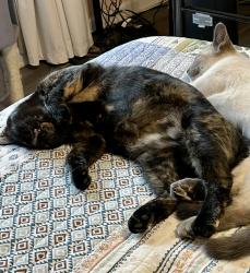 Lost Female Cat last seen Flower Branch at Walnut Cir & Hickory Ln, possibly Deaton Road, Hall County, GA 30542