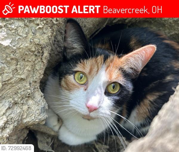 Lost Female Cat last seen N Fairfield rd, Beavercreek, OH 45432
