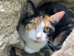 Lost Female Cat last seen N Fairfield rd, Beavercreek, OH 45432