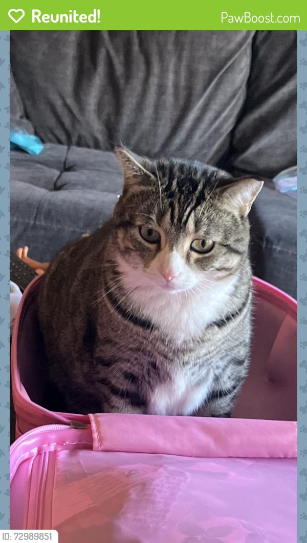Reunited Female Cat last seen Newport cres, Aberfoyle Park, SA 5159