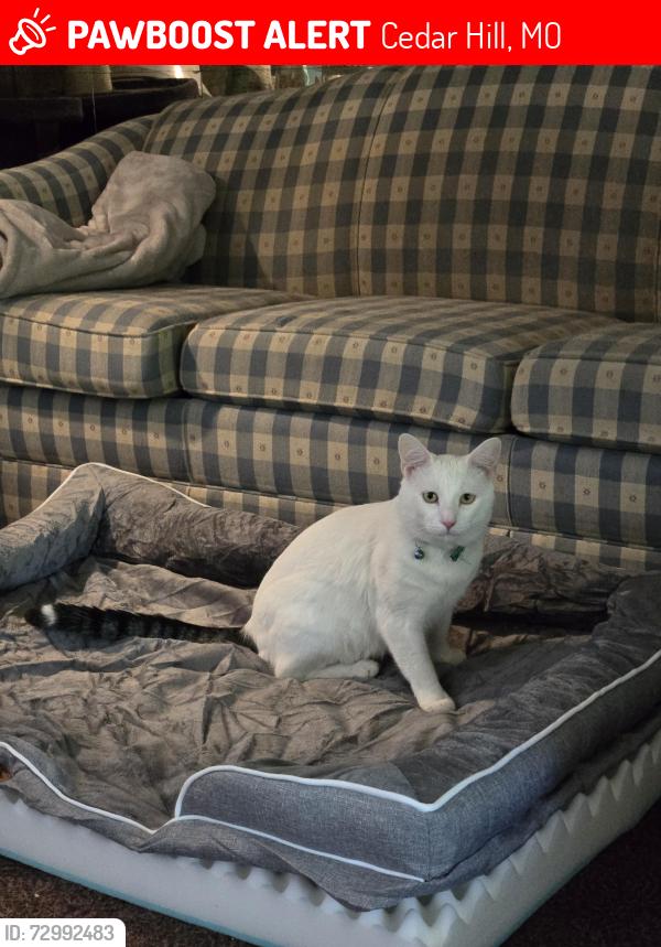 Lost Male Cat last seen Cedar Crest Dr behind Northwest High School , Cedar Hill, MO 63016