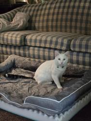 Lost Male Cat last seen Cedar Crest Dr behind Northwest High School , Cedar Hill, MO 63016