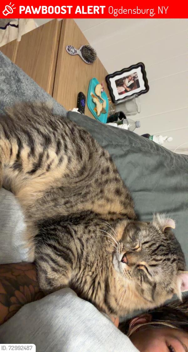 Lost Male Cat last seen Ford steeet, Ogdensburg, NY 13669