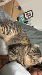 Lost Male Cat last seen Ford steeet, Ogdensburg, NY 13669