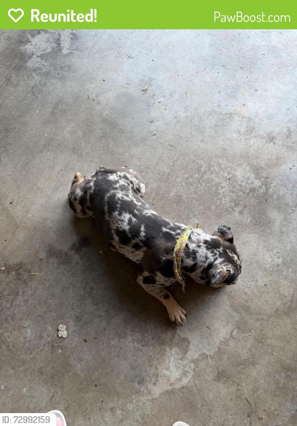 Reunited Male Dog last seen Cairn Creek dr @ Cairn Creek Cv, Memphis, TN 38018
