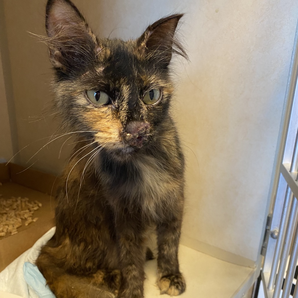 Shelter Stray Female Cat last seen , 6621 Westminster Ave, Garden Grove, CA 92844, USA