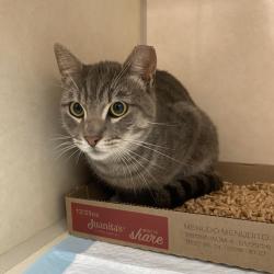Shelter Stray Unknown Cat last seen , 6621 Westminster Ave, Garden Grove, CA 92844, USA