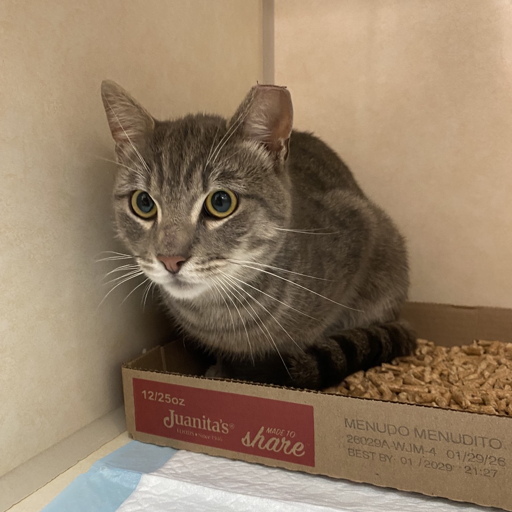 Shelter Stray Unknown Cat last seen , 6621 Westminster Ave, Garden Grove, CA 92844, USA