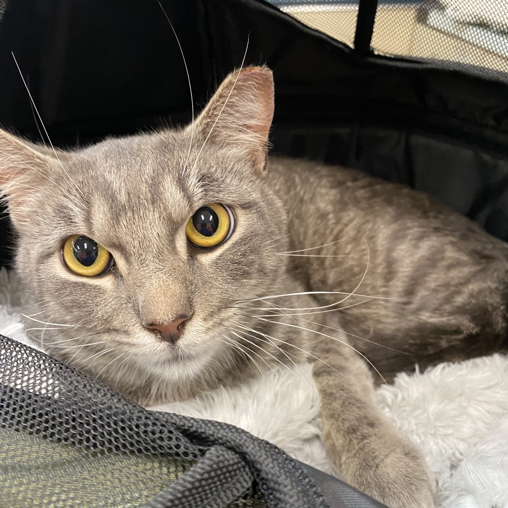 Shelter Stray Unknown Cat last seen , 6621 Westminster Ave, Garden Grove, CA 92844, USA
