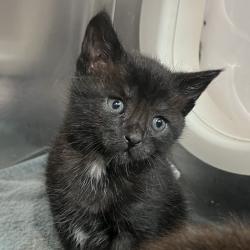 Shelter Stray Male Cat last seen , 4575 E Mesquite Ave, Palm Springs, CA 92264, USA