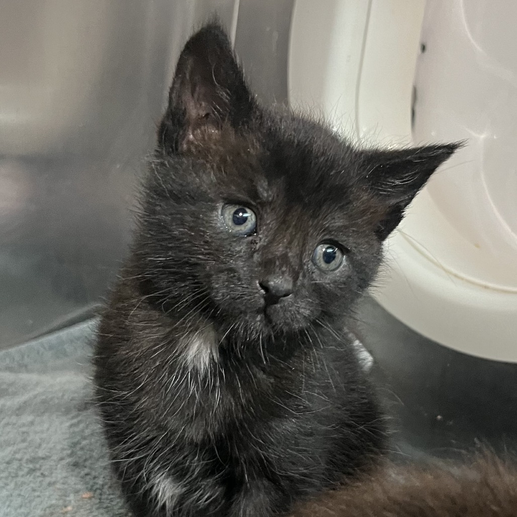 Shelter Stray Male Cat last seen , 4575 E Mesquite Ave, Palm Springs, CA 92264, USA