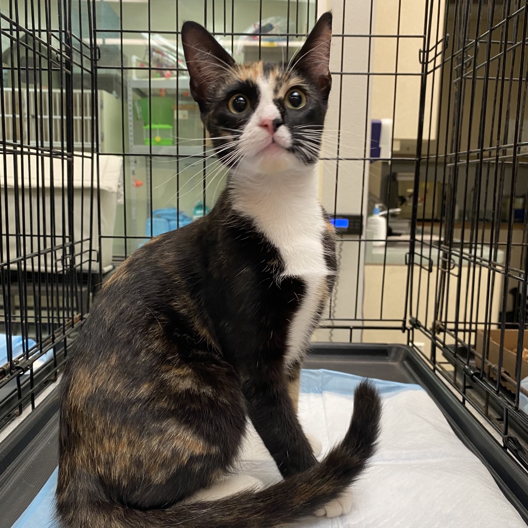 Shelter Stray Female Cat last seen , 6621 Westminster Ave, Garden Grove, CA 92844, USA