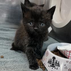 Shelter Stray Male Cat last seen , 4575 E Mesquite Ave, Palm Springs, CA 92264, USA