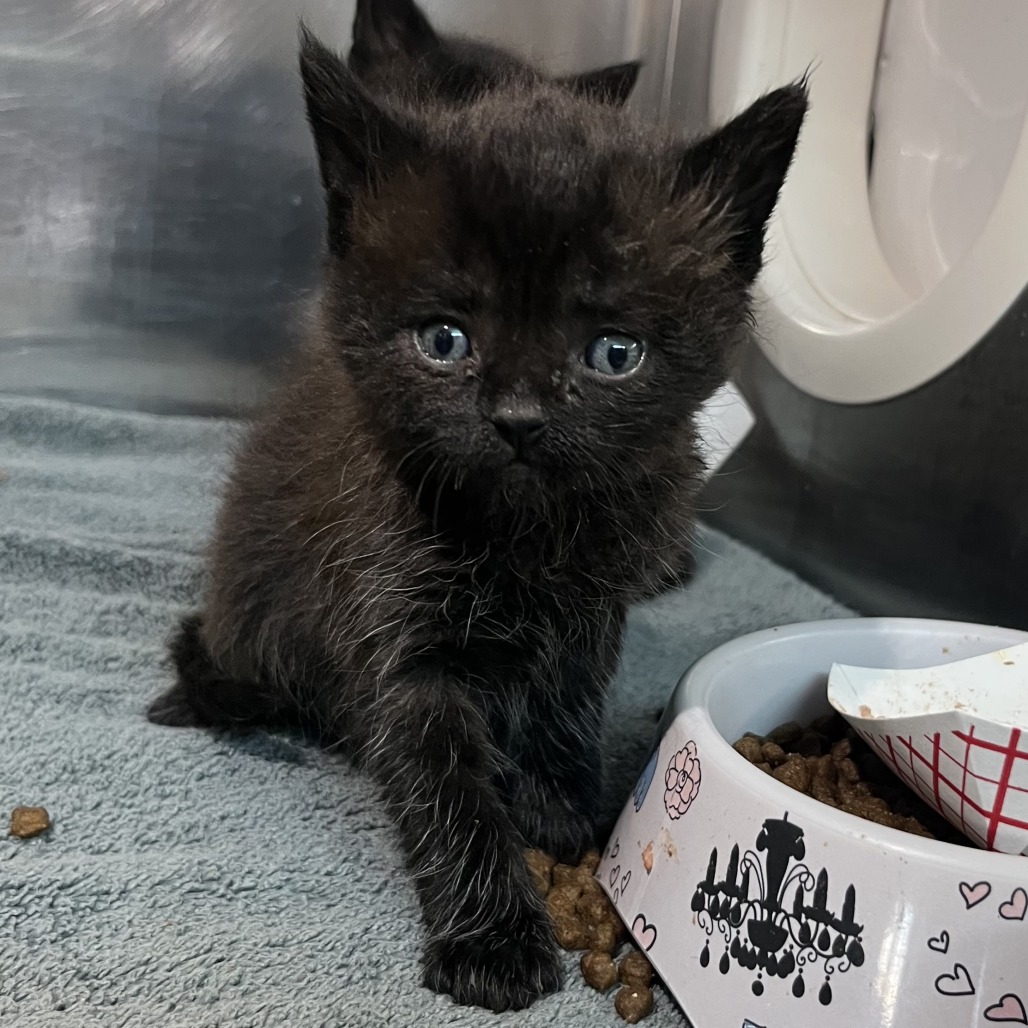 Shelter Stray Male Cat last seen , 4575 E Mesquite Ave, Palm Springs, CA 92264, USA