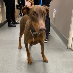 Shelter Stray Female Dog last seen , 6621 Westminster Ave, Garden Grove, CA 92844, USA