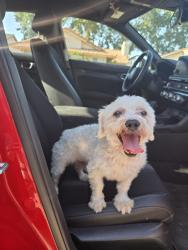 Reunited Male Dog last seen S Waterman Ave & Commercial Rd, San Bernardino, CA 92408