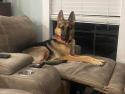 Reunited Female Dog last seen Megal Street, Corpus Christi, TX 78413