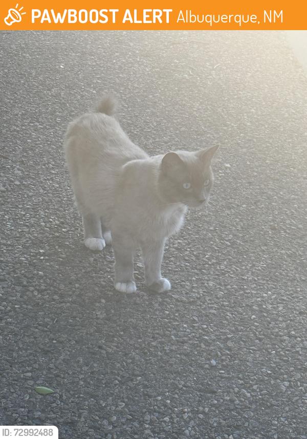 Found/Stray Unknown Cat last seen Behind the tennis court., Albuquerque, NM 87111