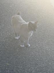 Found/Stray Unknown Cat last seen Behind the tennis court., Albuquerque, NM 87111
