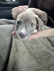Found/Stray Male Dog last seen Woodlands Texas autumnwood way, Spring, TX 77380