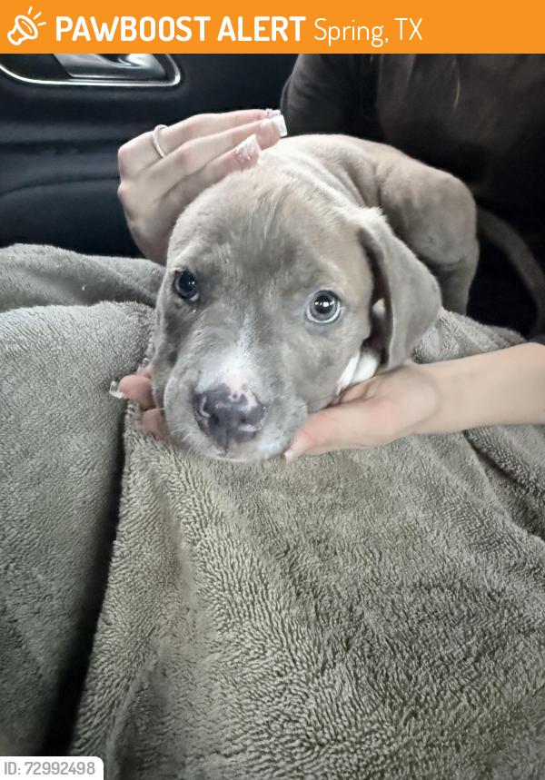 Found/Stray Male Dog last seen Woodlands Texas autumnwood way, Spring, TX 77380
