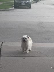 Found/Stray Male Dog last seen Port phillip and Bolivar, Arlington, TX 76002